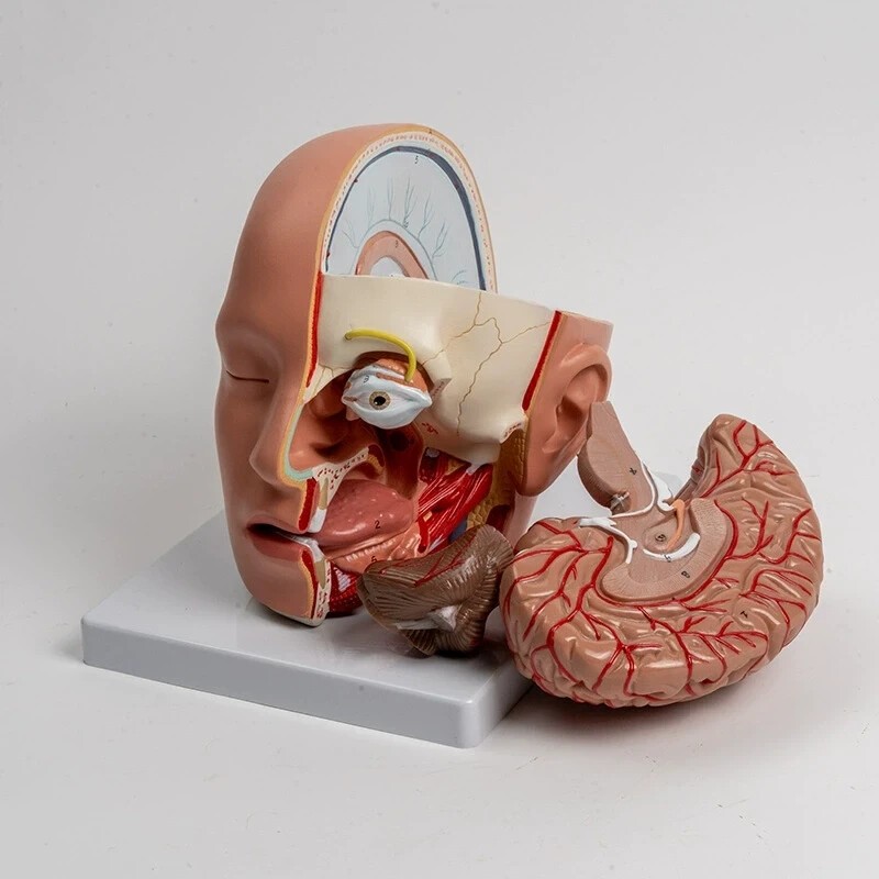 Human 1:1 size Head Dissection – 4 Parts , Medical Brain Anatomical Model