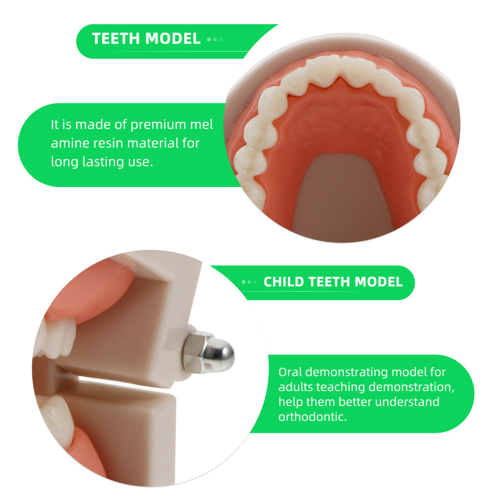 1 Set Child Teeth Model Teaching Study Oral Education Tooth Model Random Color