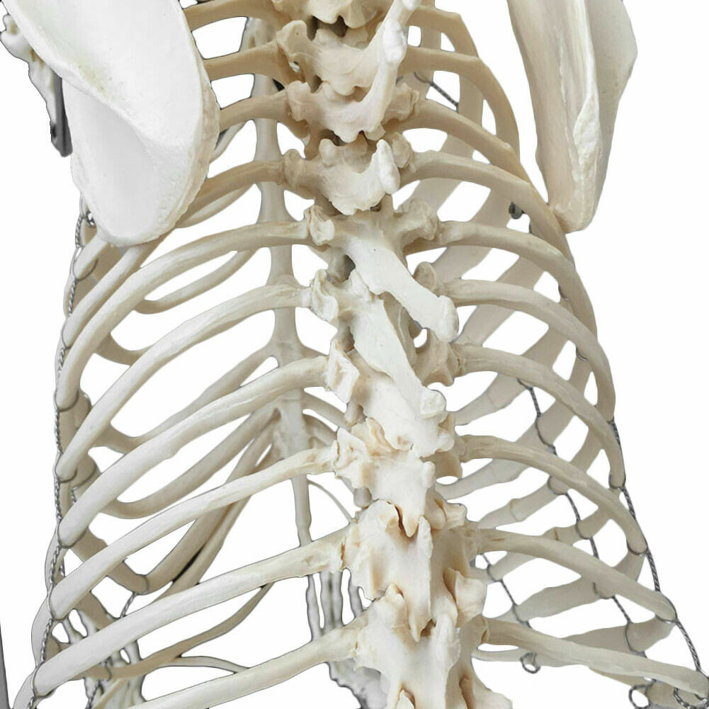 PVC Education Model Canine Skeleton Standard Size Dog Display Lab Study Veterina