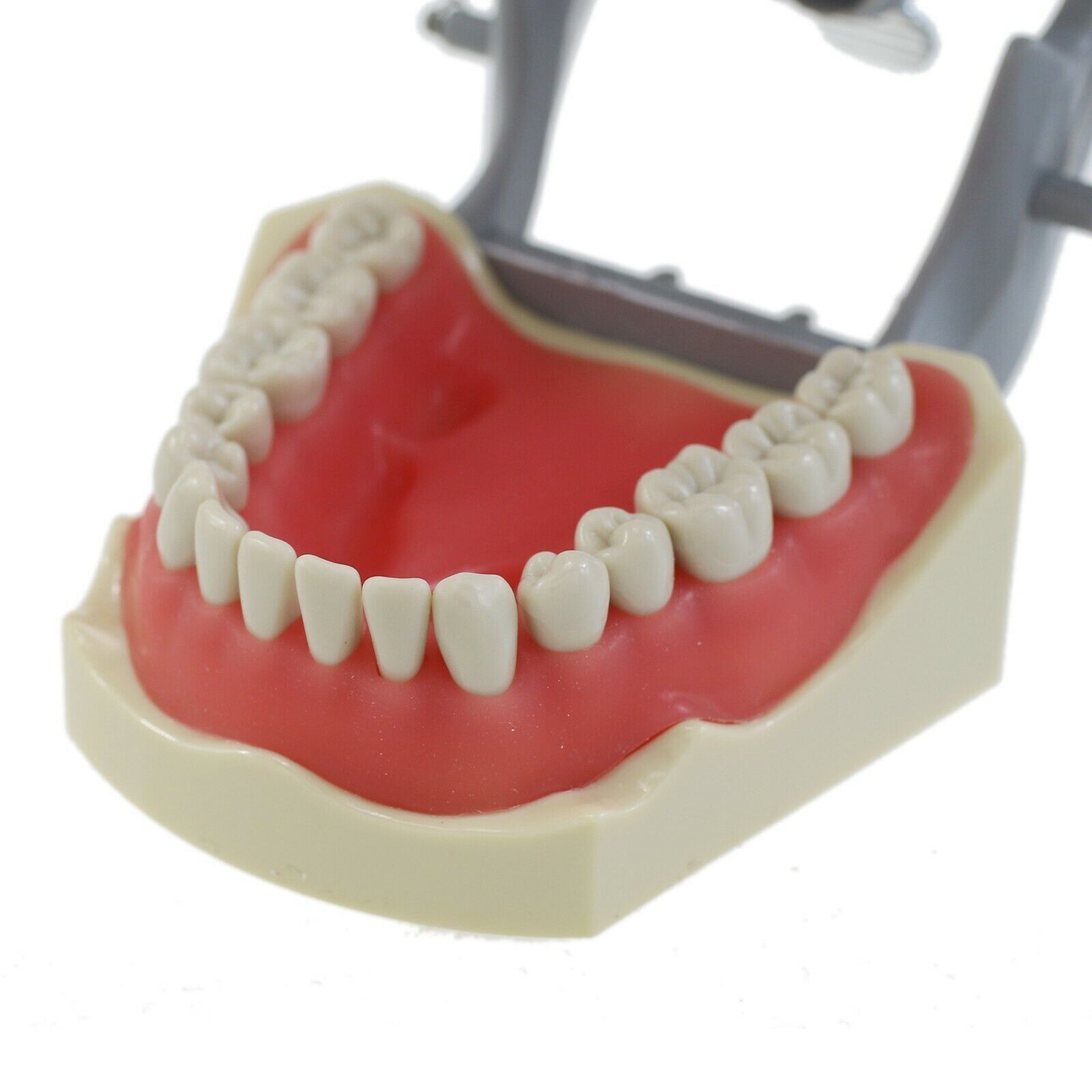 Dental Typodont & Implant Models – Educational, Pathology, Restoration Training