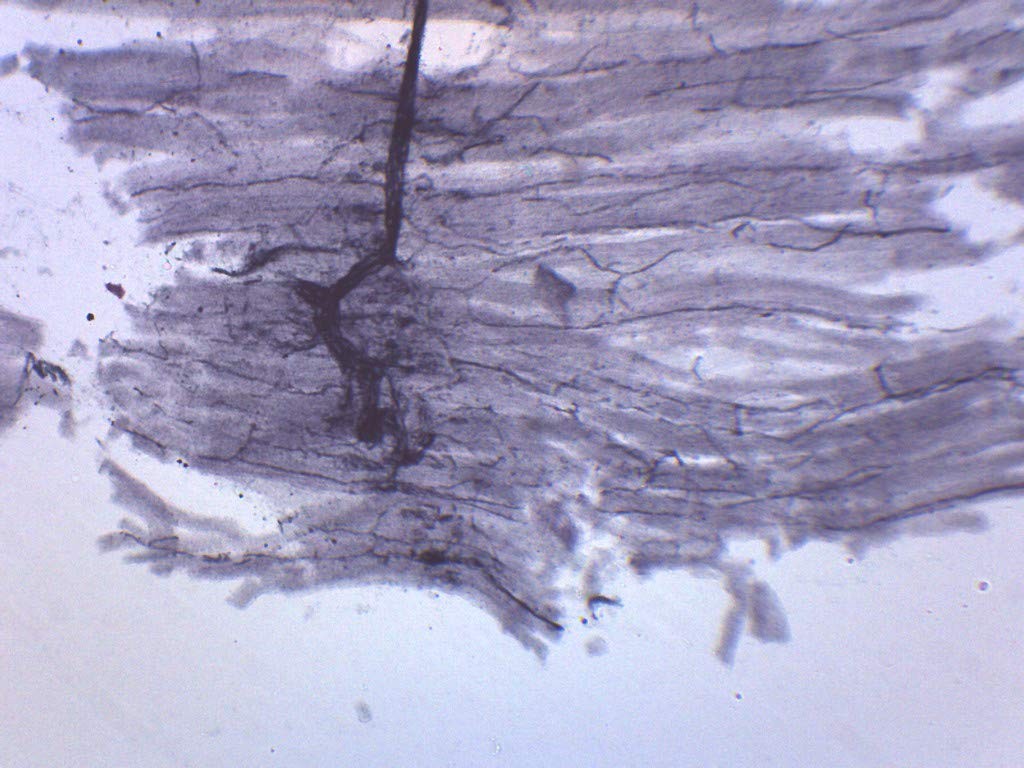 Spinal Cord, Cross Section – Prepared Microscope Slide – 75 x Single