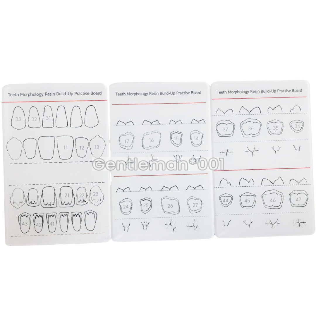 Dental Board Teeth Morphology Composite Build Up Practise Template Dentist Model