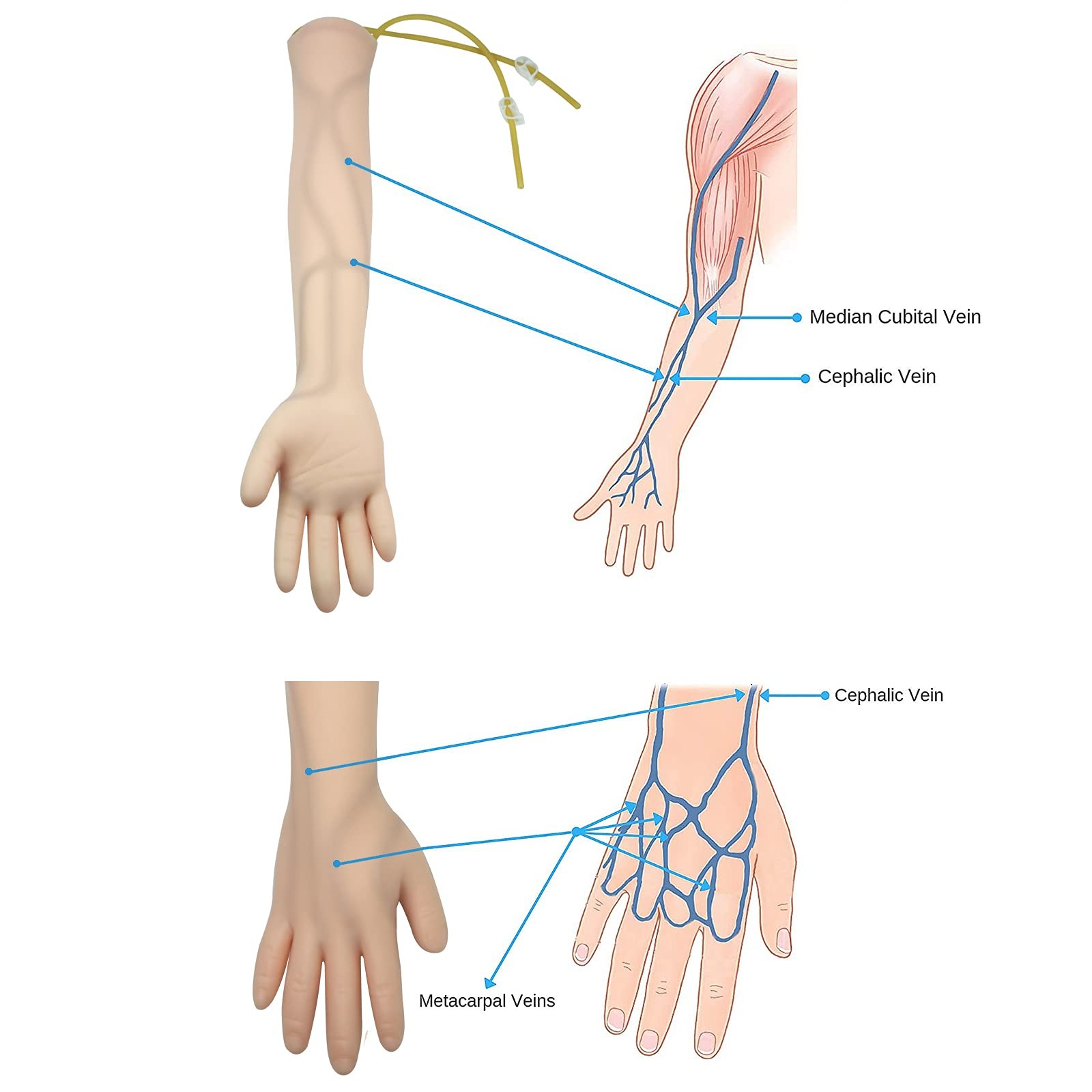 IV Practice Arm – Anatomy Lab IV Training Kit,Phlebotomy and Venipuncture Practi