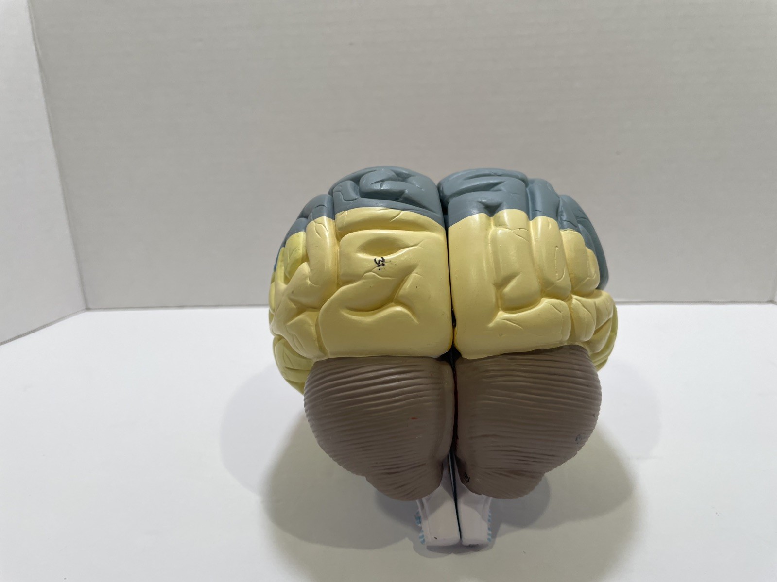 Human Brain Anatomical Model Life-Size, Color-Coded Partitioned Brain
