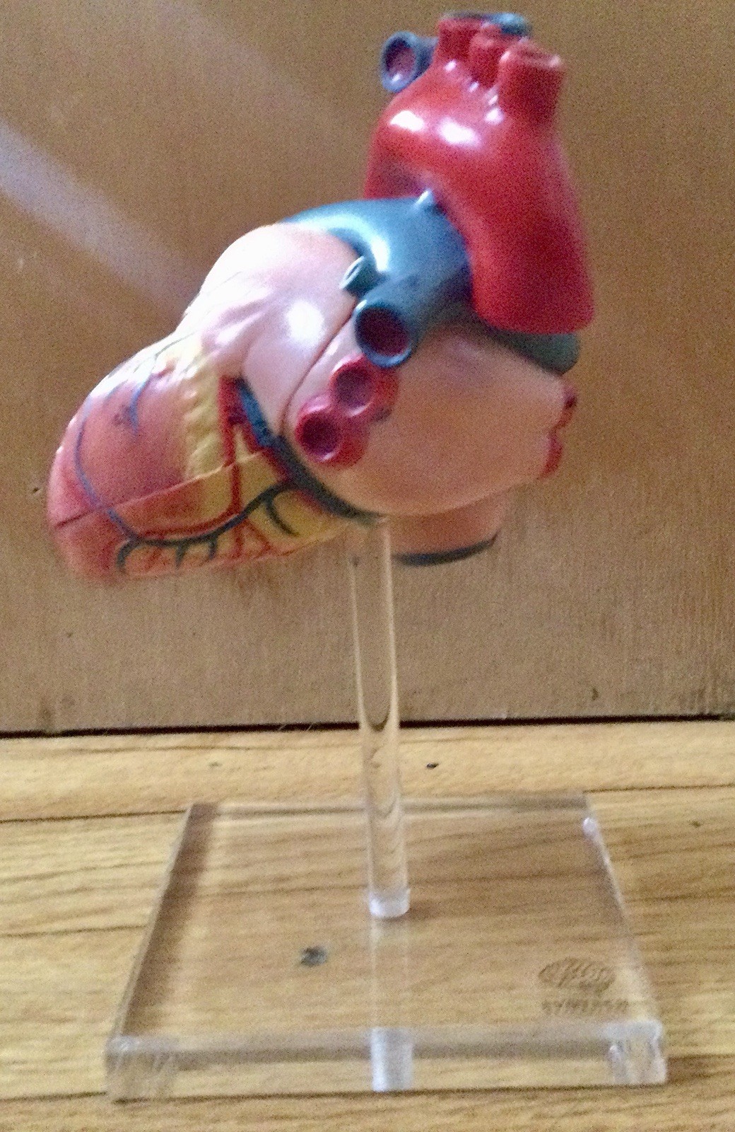 EVOTECH Scientific Anatomical Heart Model Dissectible Educational Display