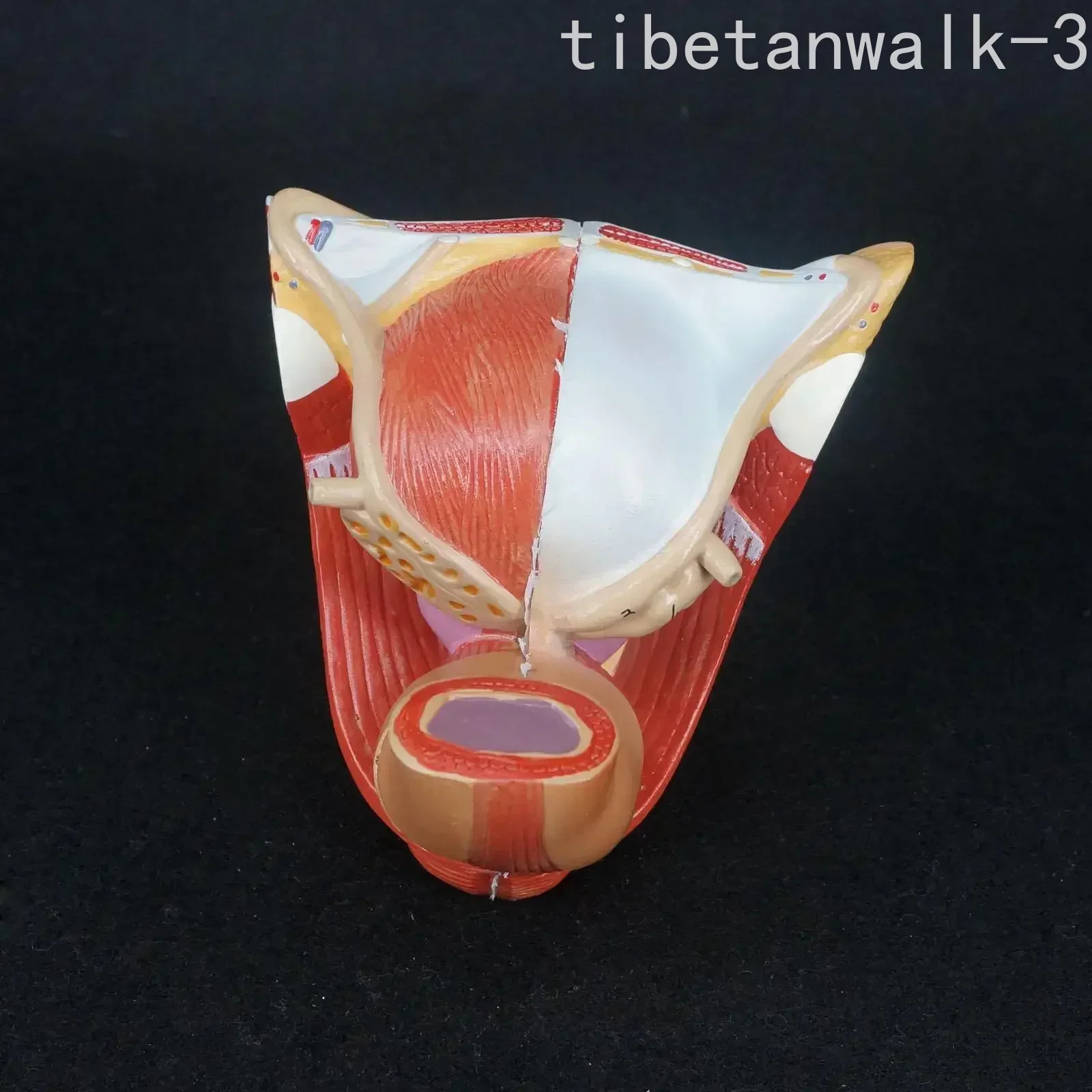 PVC Human Male Genital Penis Organ Anatomical Model Anatomy Model 4 Part