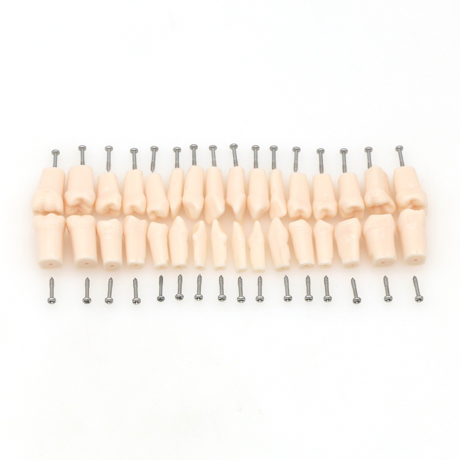 Dental Typodont Replacement Teeth Screw-in Model fit Kilgore NISSIN 200/500 Type