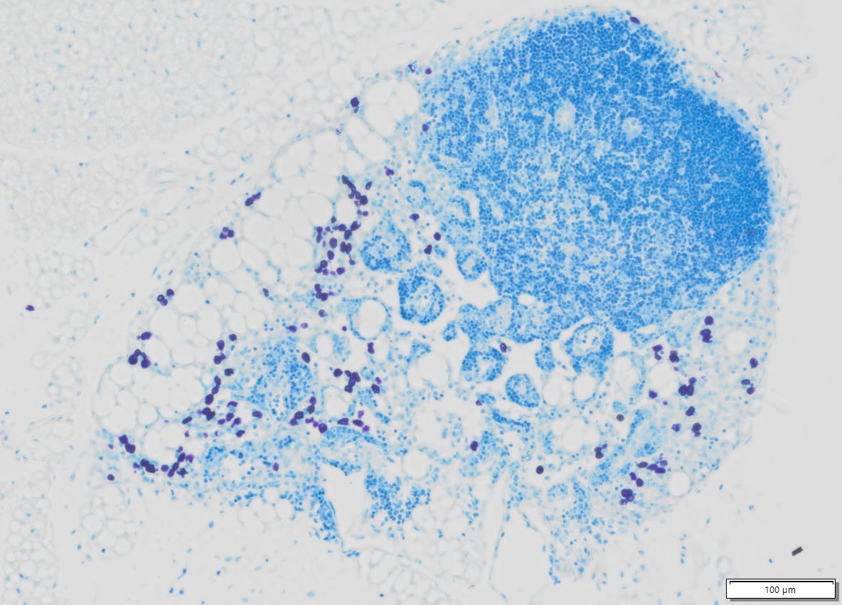 VitroView™ Toluidine Blue Stain Kit (Cat# VB-3013)