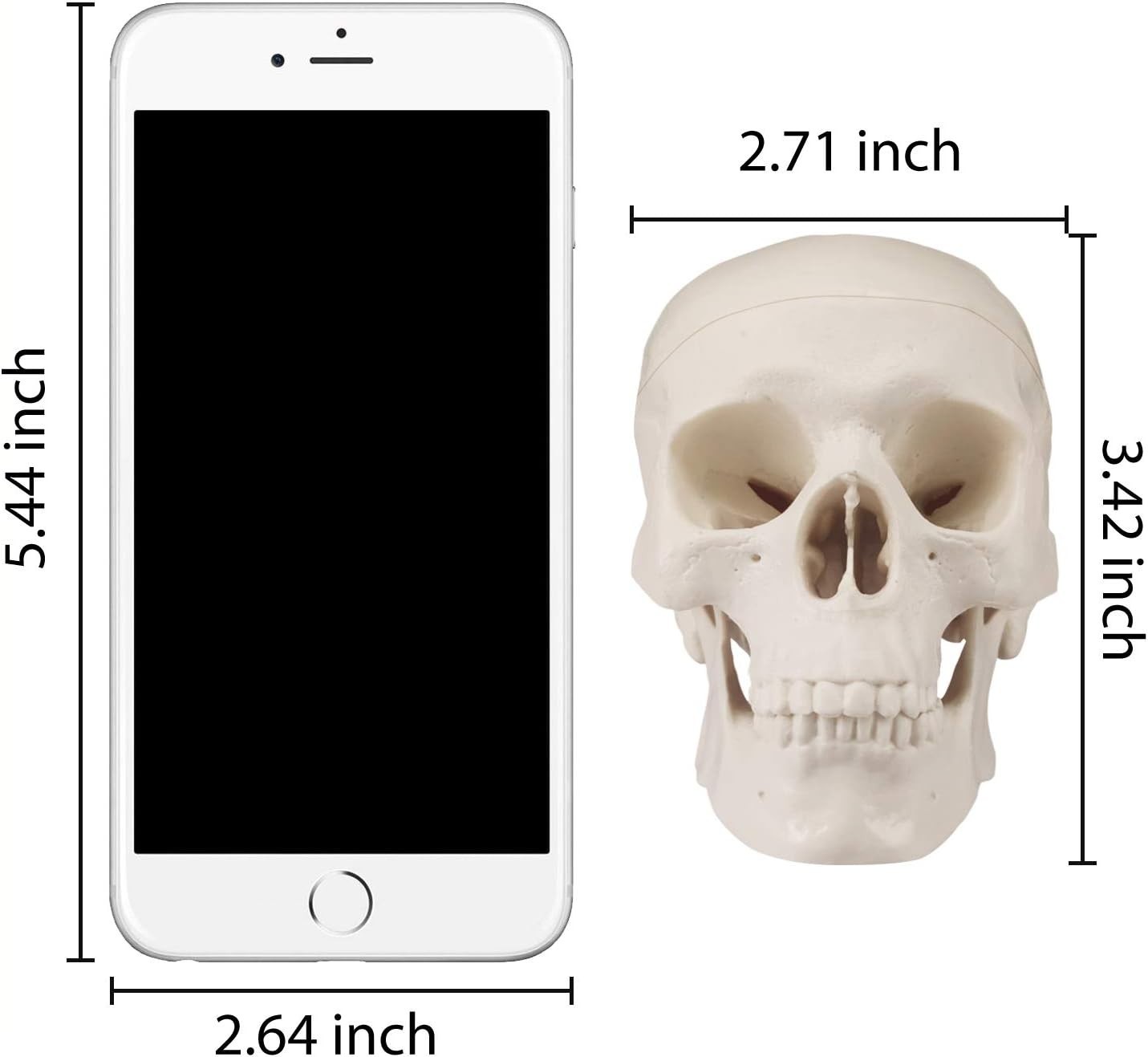 Mini Skull Model Small Size Human Anatomy Skull Model with Moving Jaw and Art…