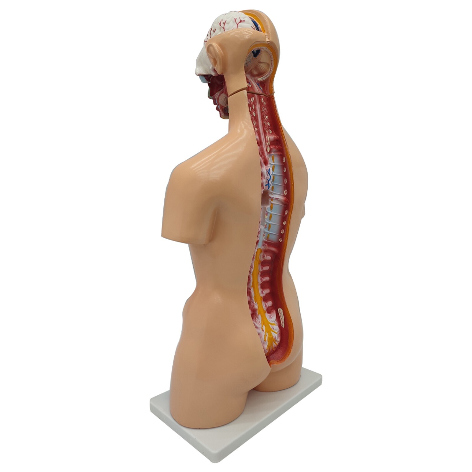 85cm Bisexual Trunk Model 25pcs Organ Detachable Anatomical Model of Human Torso