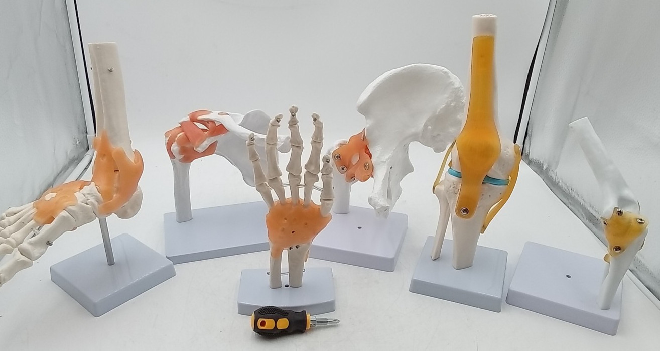 Human Joint Model Knee/Shoulder/Elbow/Hand/Foot/Hip Joint Bone Model Ligament
