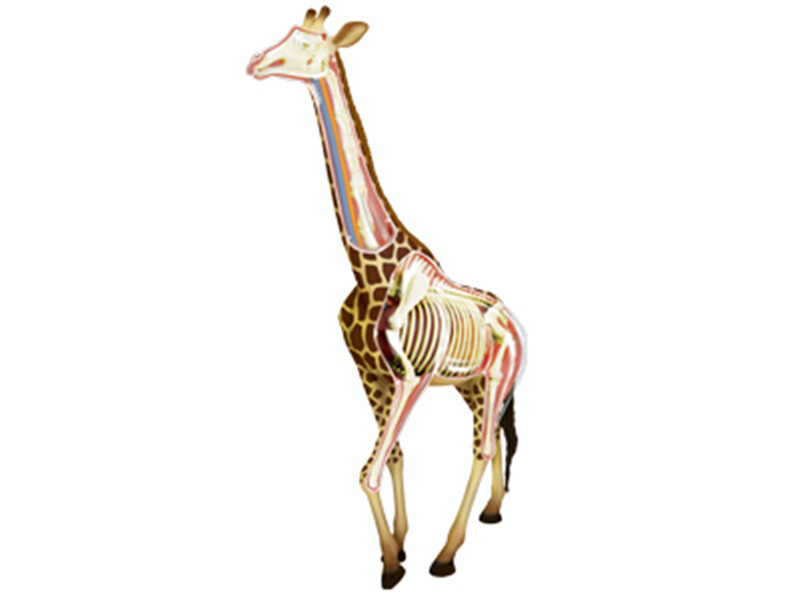 Puzzle Toys Giraffe Animal Anatomy Modell Teaching Model Assembled Toy