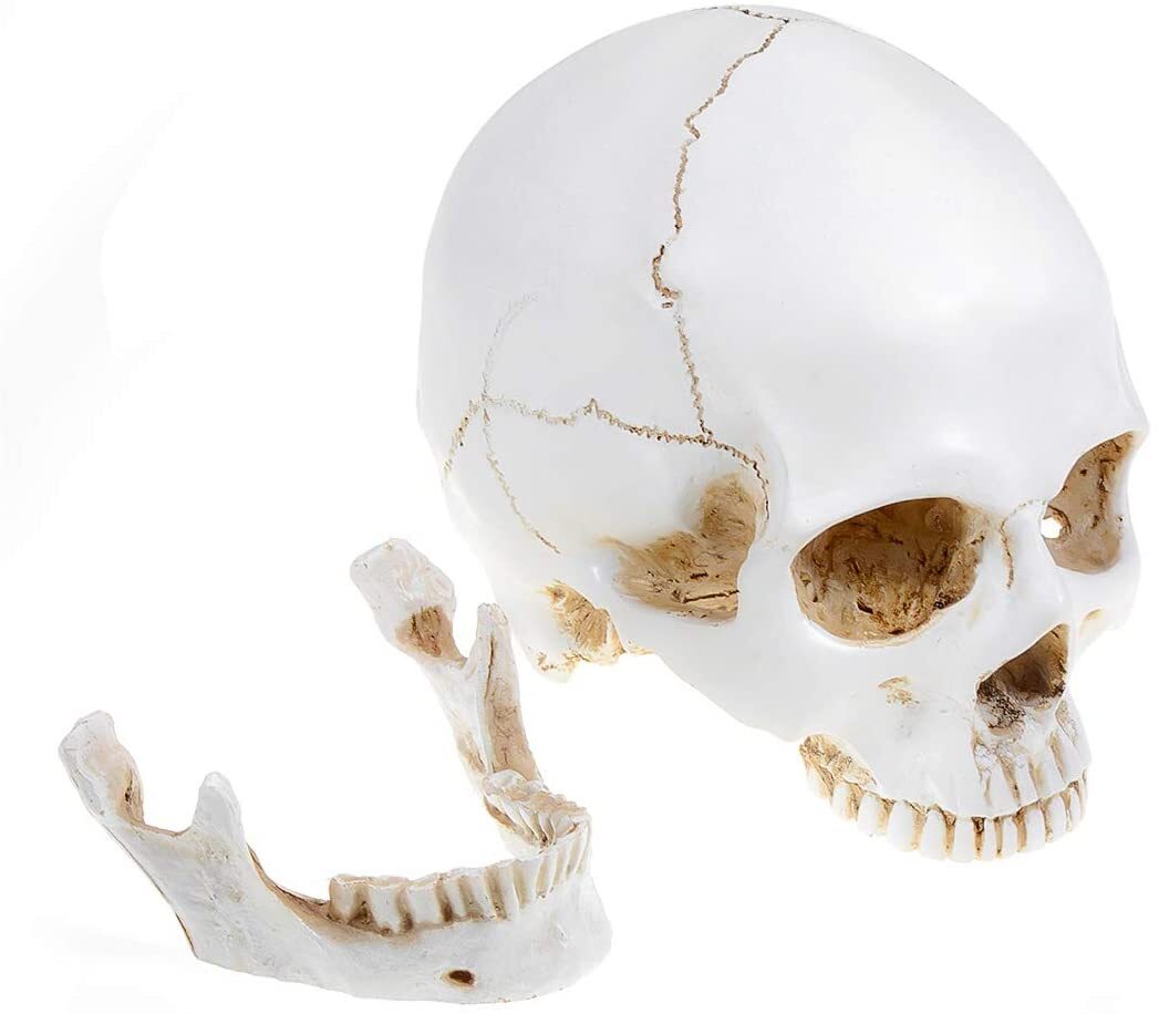 Realistic 1:1 Retro Human Skull Model Life Size Anatomical Skeleton Head M/L US