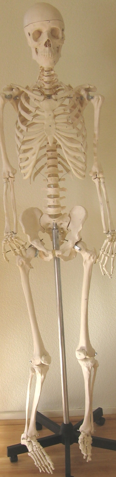 Life size human skeleton anatomical model 5’7″ medical dental student teaching