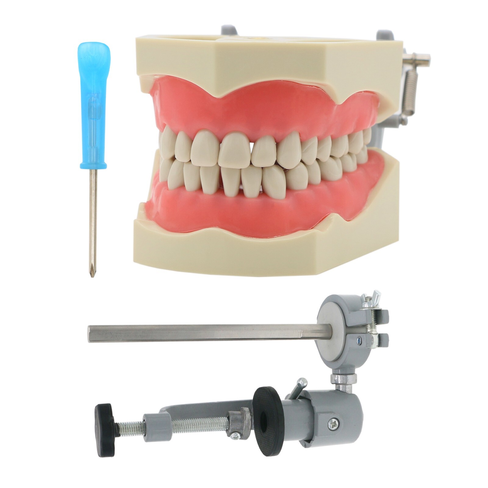 US Dental Typodont Model With Mounting Pole Fit Kilgore Nissin 200 Columbia Type