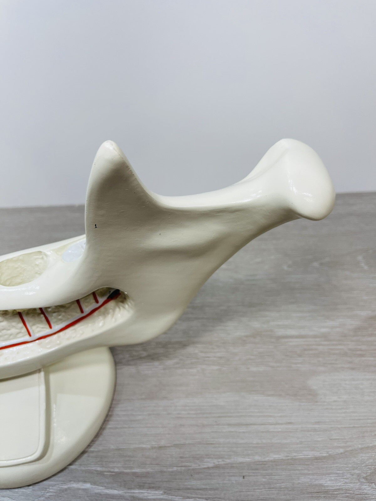 Denoyer Geppert Anatomical Model – Lower Jaw Bone Teeth