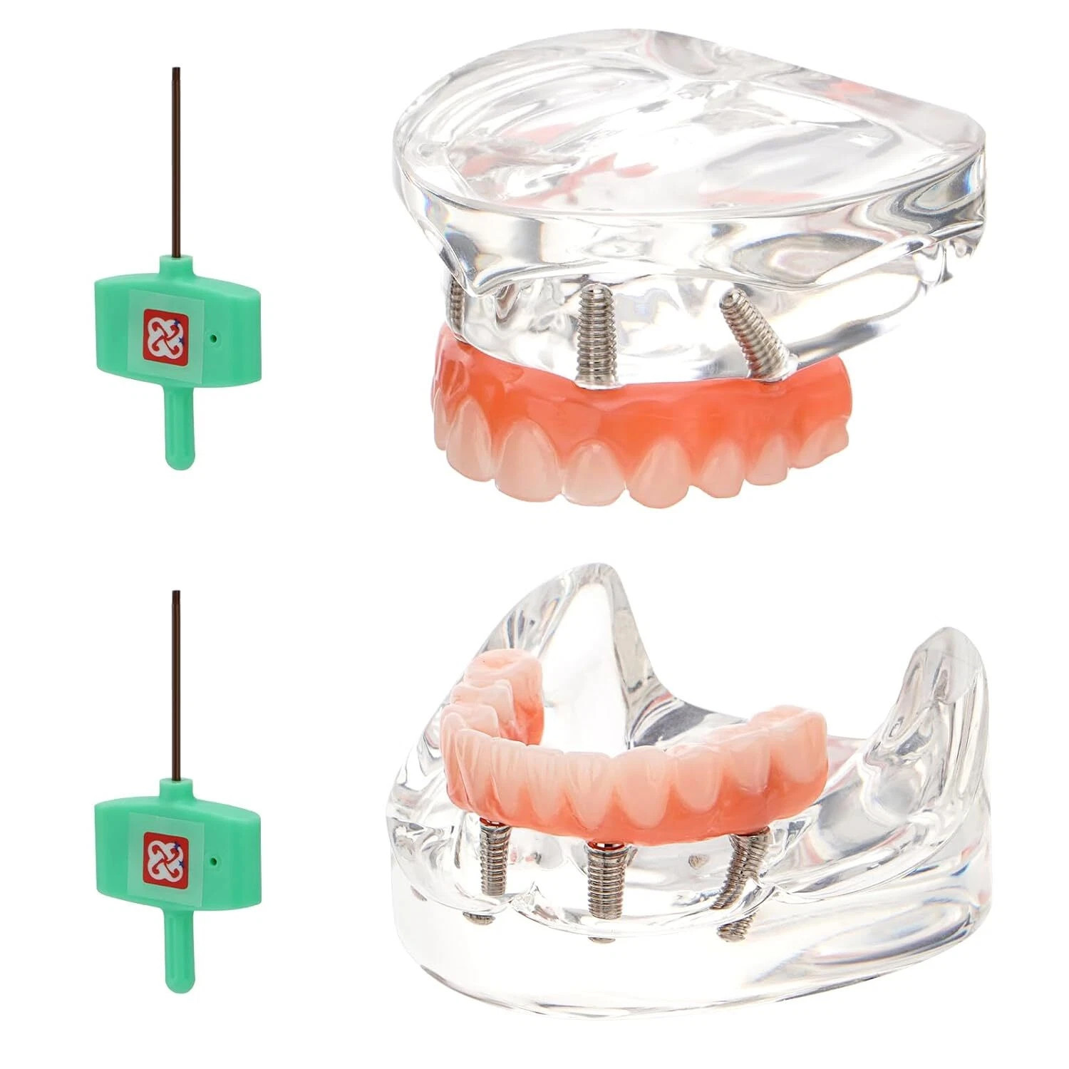 Dental Implant Model All-on-4:Includes Upper and Lower Jaw with Transparent Base