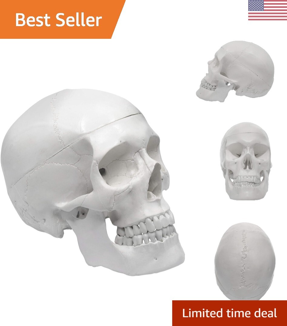 Premium Dental Anatomy Skull Model – Easy to Clean – Educational and Decorative