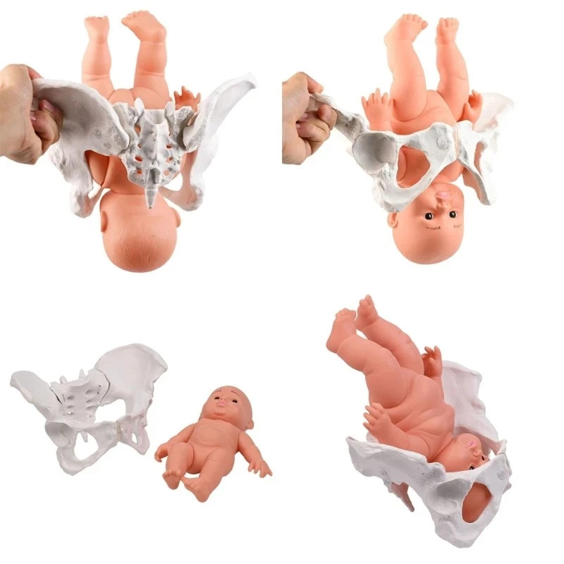 Midwifery Teaching Model Female Pelvis Model with Baby for Nursing Training