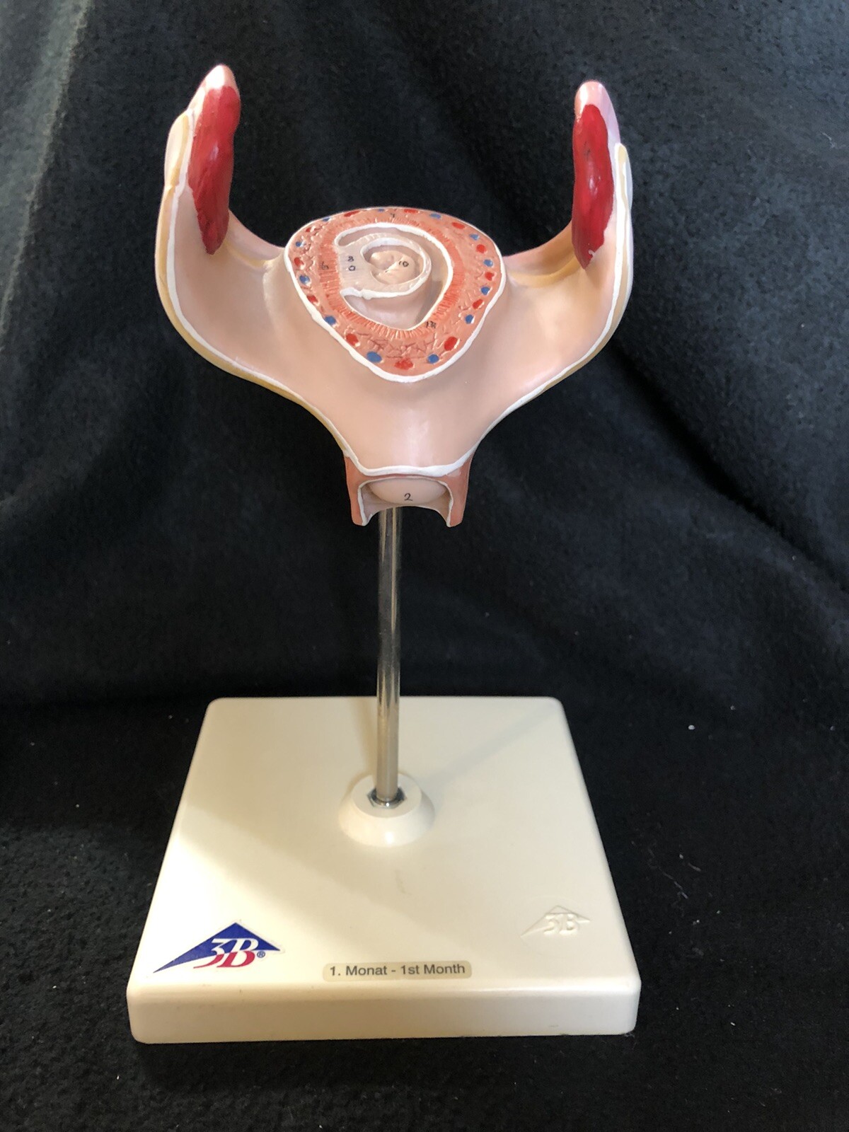 3B Scientific L10/1 Fetus Embryo Model, 1st Month Anatomical Model Pregnancy
