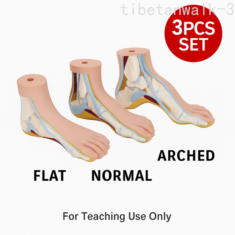 3Pcs/Set 1:1 Life Size Human Foot Anatomy Models (Normal/Flat/Arched)