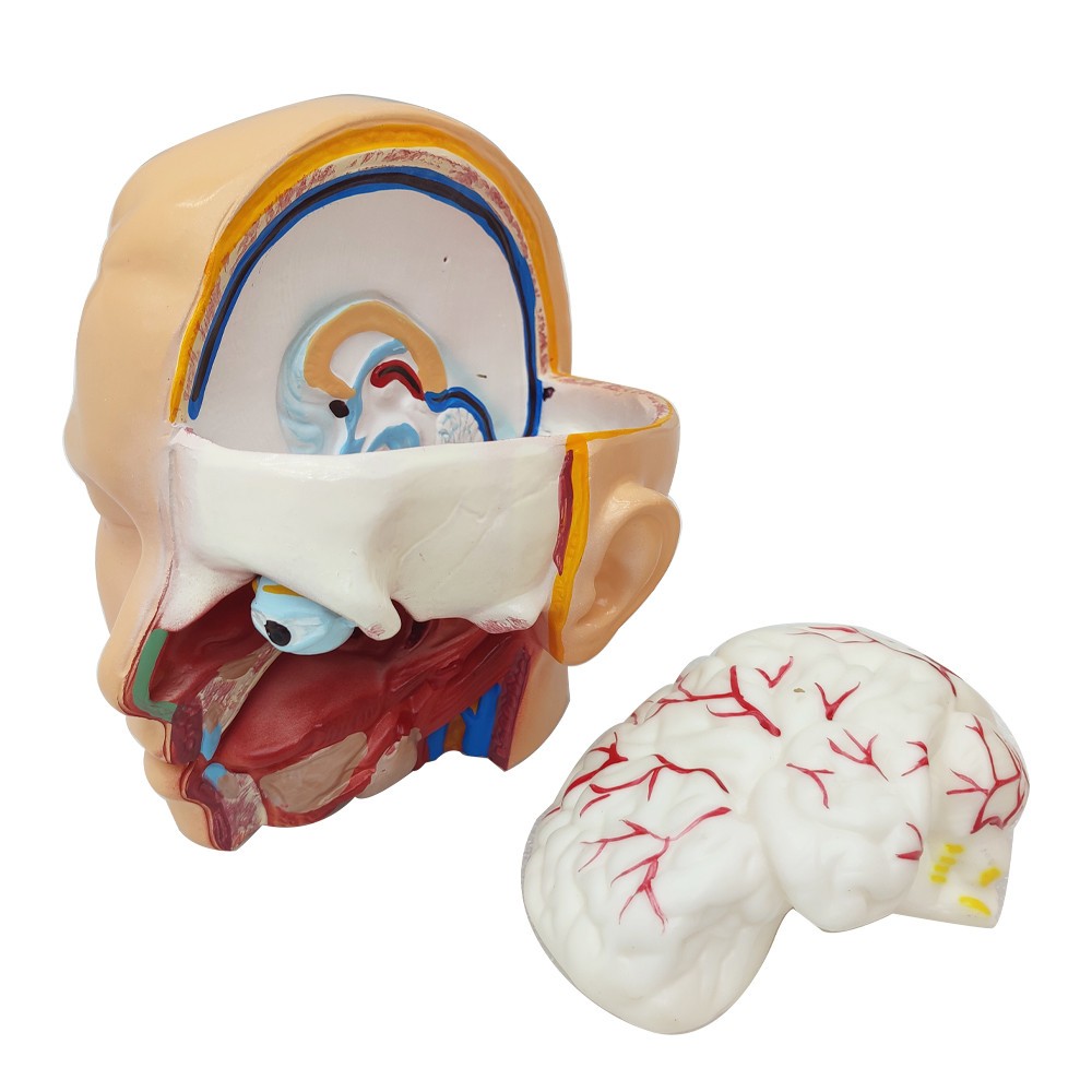 Detachable Human Torso Model Medical 31.89 in Dual-Sex Torso Anatomy Model