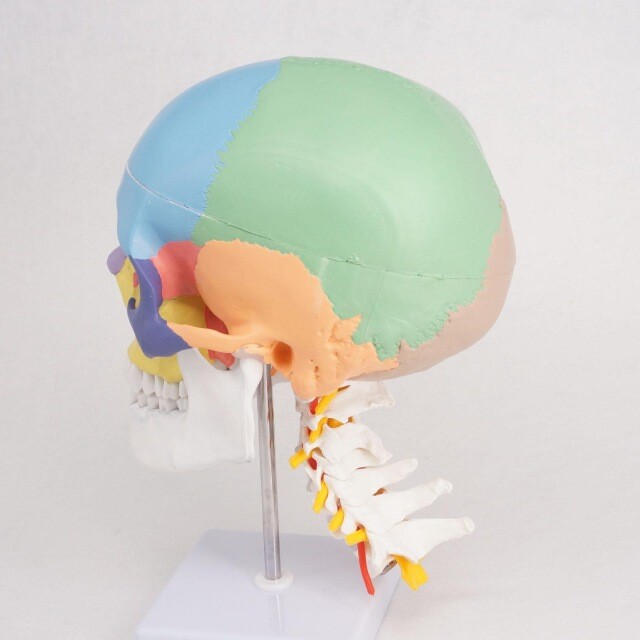 Human Anatomy Skeleton Anatomical Model with Colored Bones Cervical Vertebra US