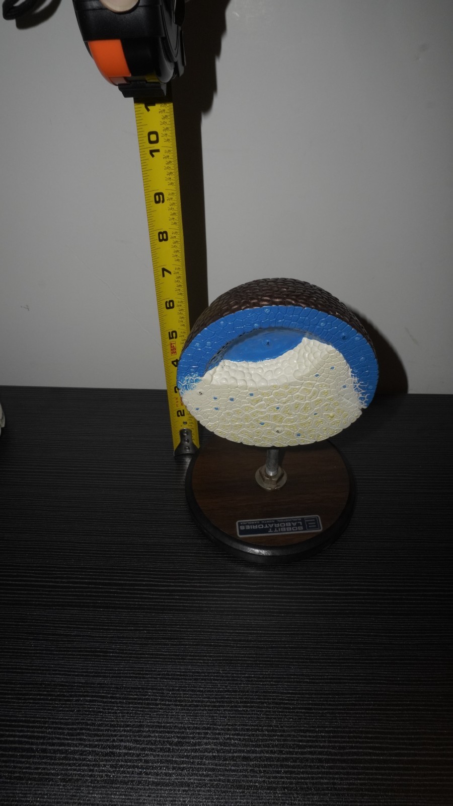 Bobbitt Laboratories Embryology Cell Organ Parts Display Models Anatomy Bio #8