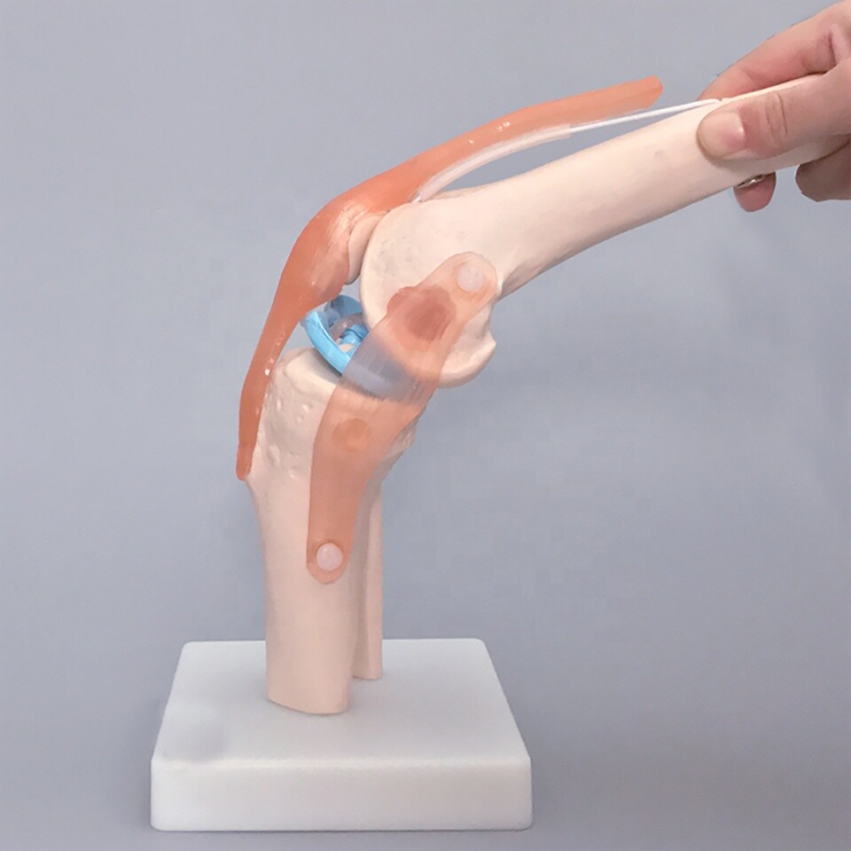 1:1 Size Human Knee Joint Simulation Model Medical Anatomy Education US STOCK