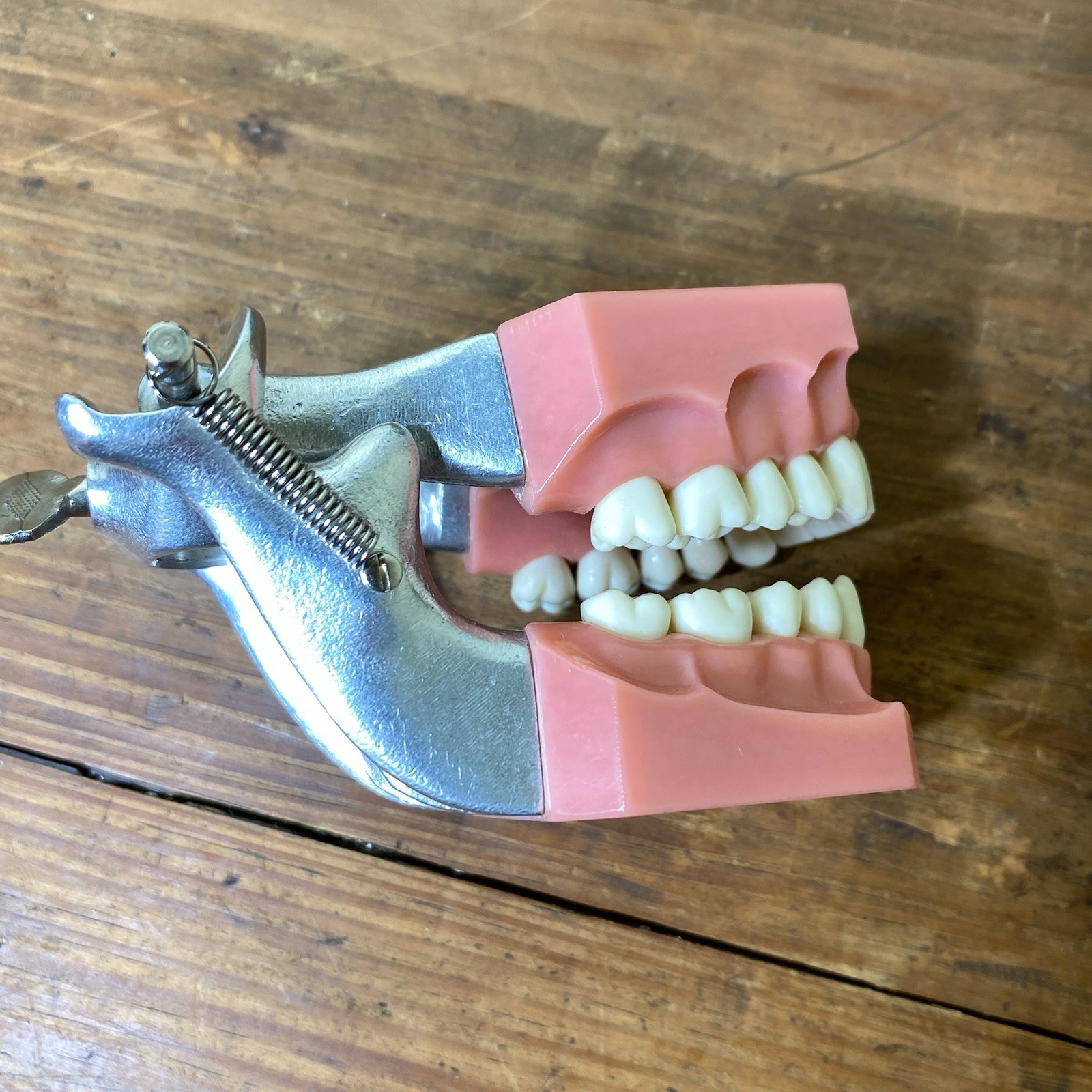 VTG Colombia Dentoform Dental Articulator Model Teeth Dentist Lab Tool Medical