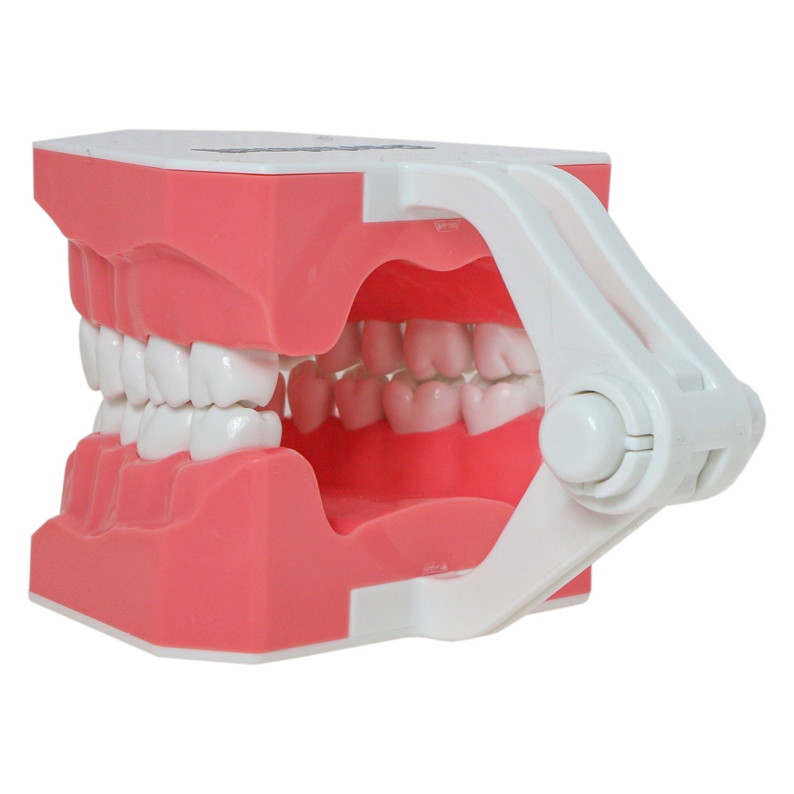Dental Typodont Teeth Model Brushing Flossing Practice Teaching Model M7010-1