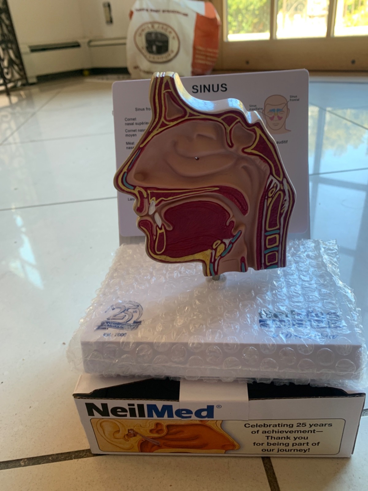 Sinus Face Anatomical Model Art Anatomical Figure US STOCK Brand New