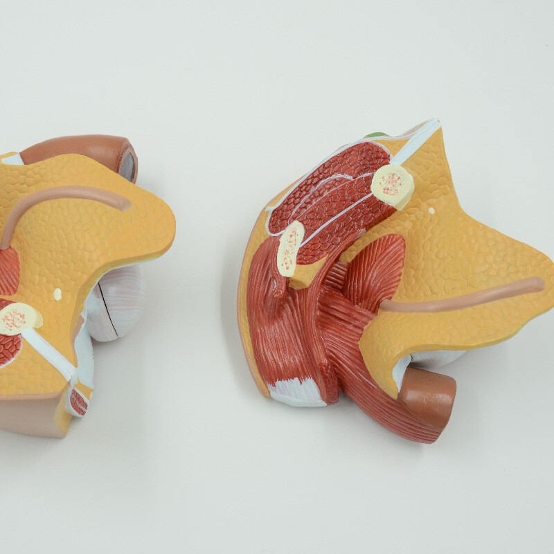 1:1 Female internal and external generative organ Medical Anatomical Model