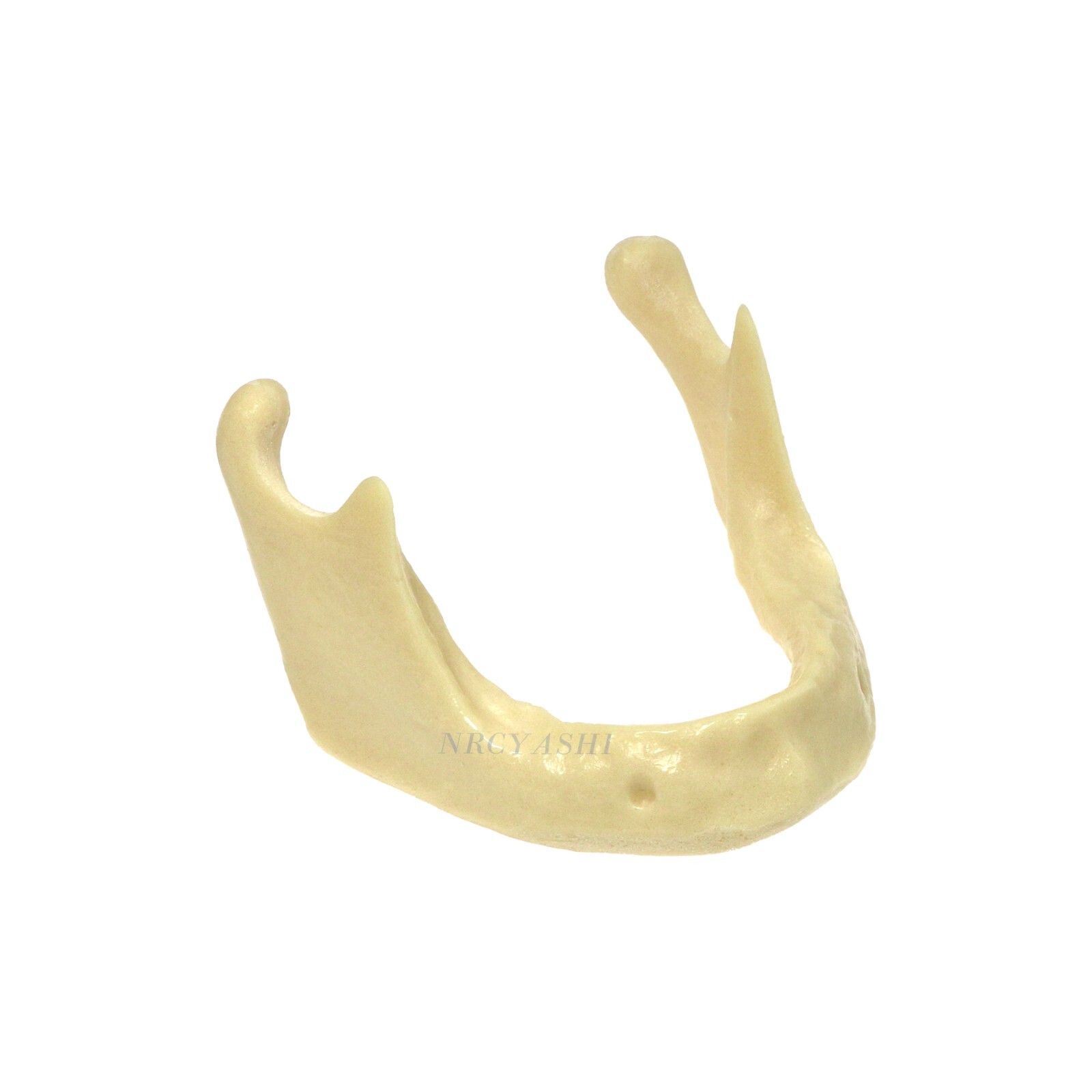 Dental Mandible Implant Jaw Bone Model For Practice Drilling M2022/2023