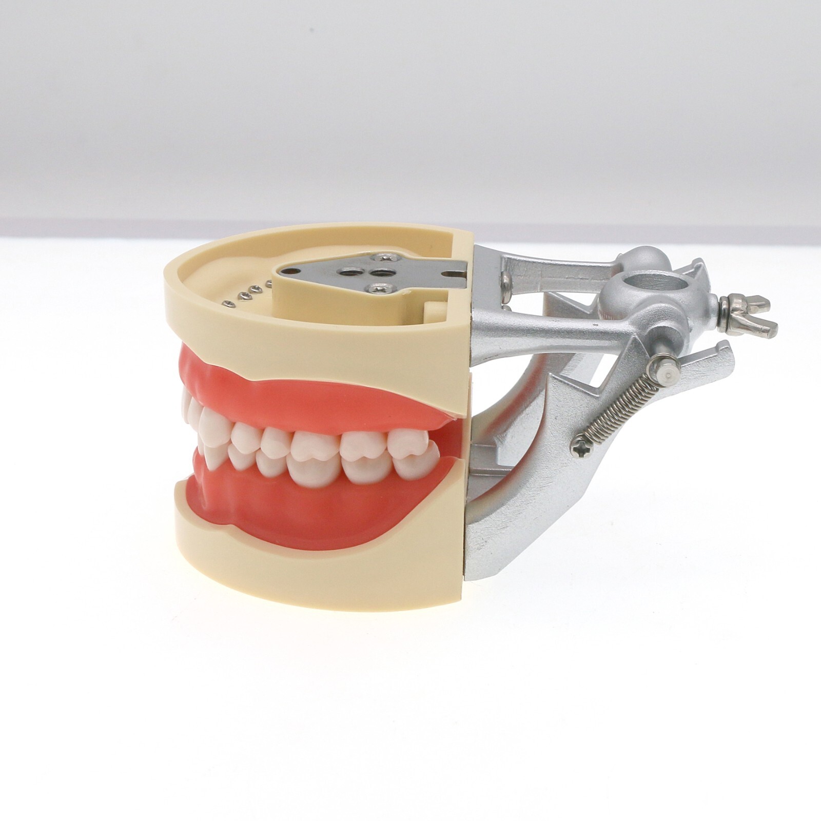 US Dental Kilgore Nissin 200 Typodont Model 32PCS Teeth, Removable, Soft Gingiva