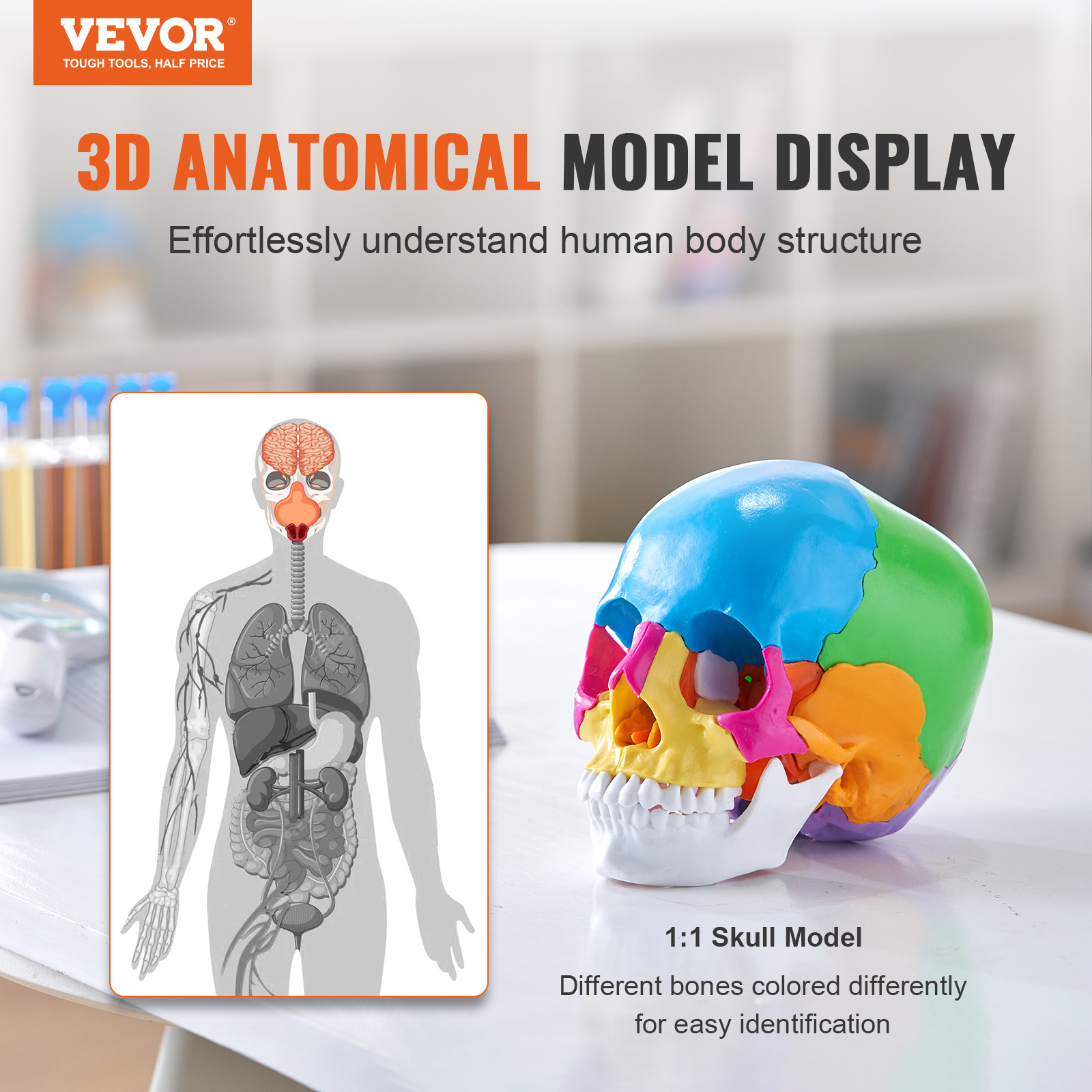 VEVOR Human Skull Model Anatomical Skull Model 22 Parts 1:1 Colored Skeleton