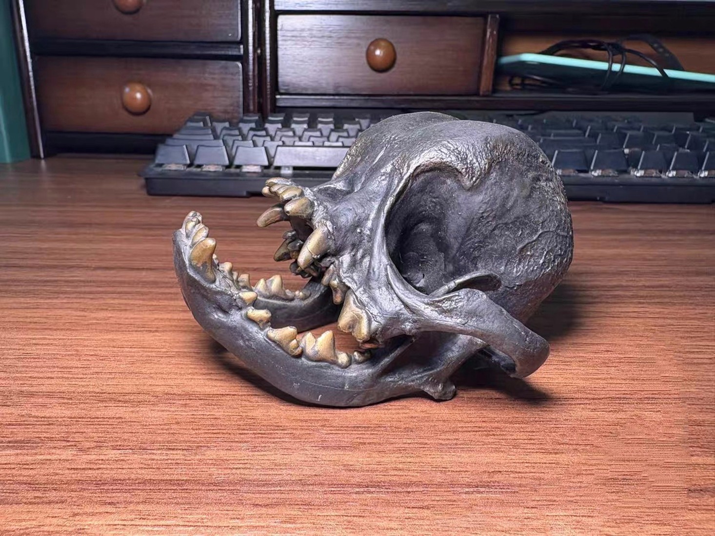 Bronze copper Pug Canine dog Anatomy jaw vet Veterinary Model tooth
