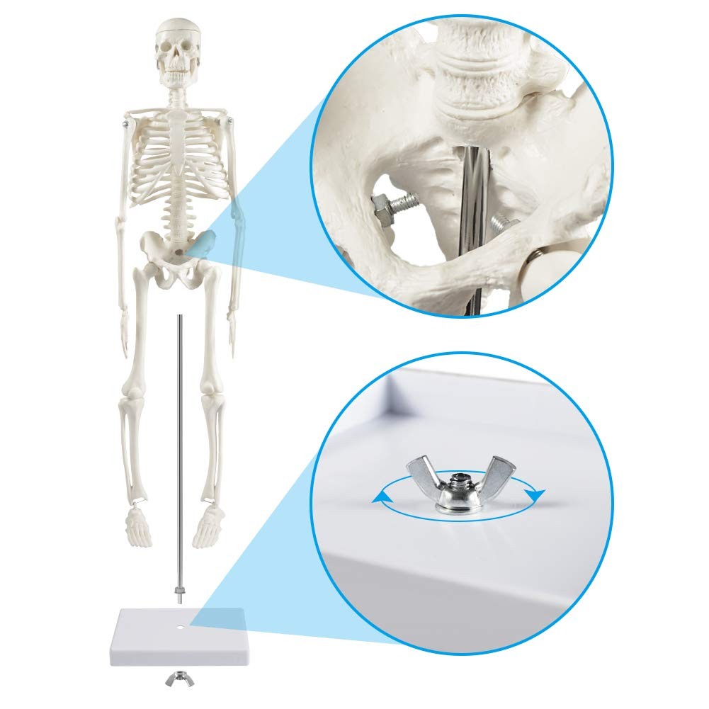 Human Skeleton Model for Anatomy,17”Mini Human Skeleton Model with Movable Arms