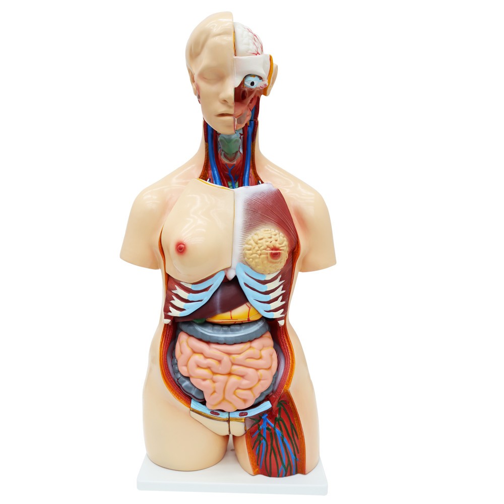 Detachable Human Torso Model Medical 31.89 in Dual-Sex Torso Anatomy Model