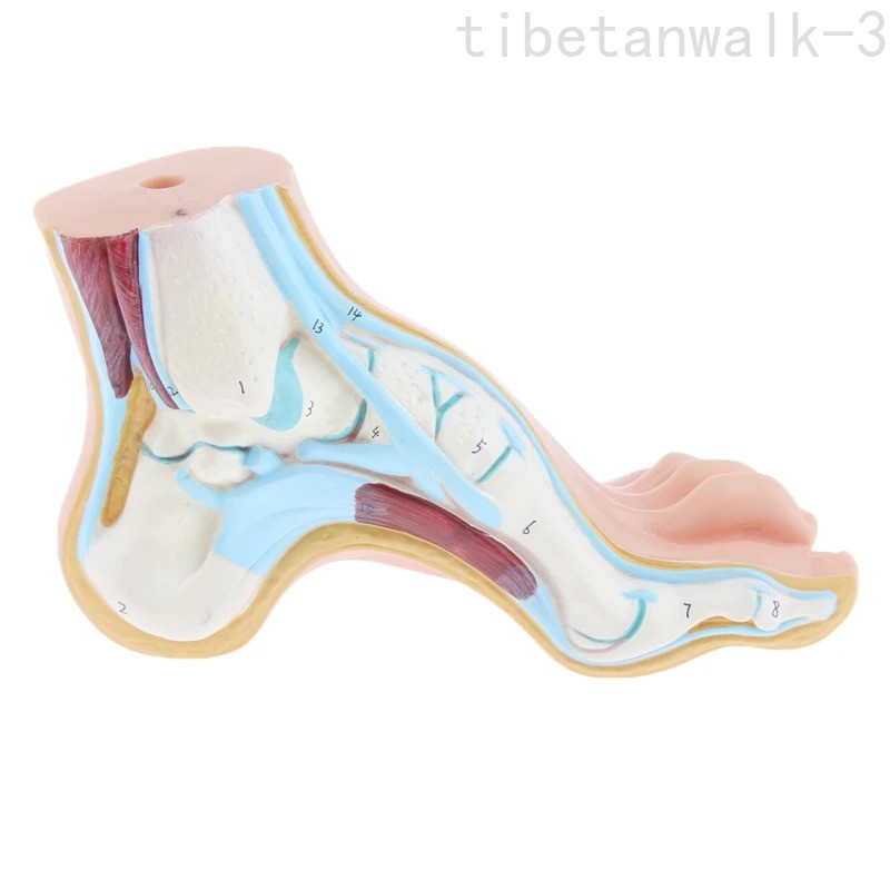 3Pcs/Set 1:1 Life Size Human Foot Anatomy Models (Normal/Flat/Arched)