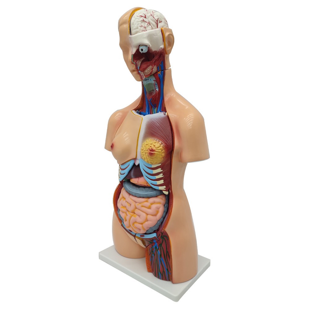 Detachable Human Torso Model Medical 31.89 in Dual-Sex Torso Anatomy Model