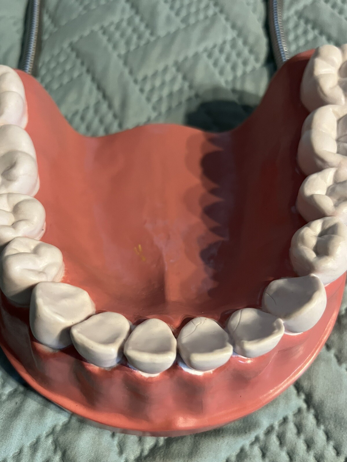 Giant teeth model for hygenist teaching how to brush.
