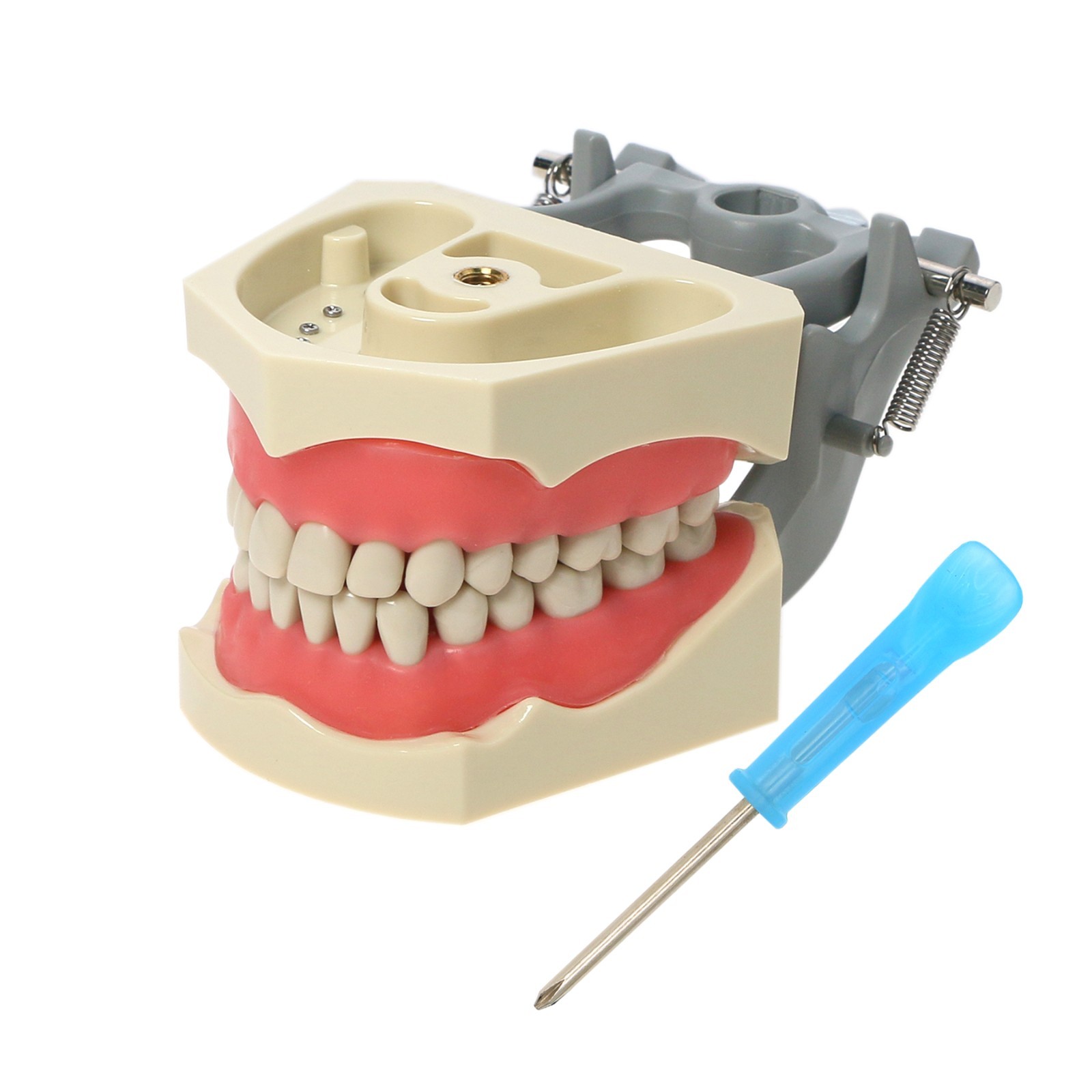 Columbia Dentoform 860 Dental Typodont Model 32pcs Removable Teeth Mounting Pole