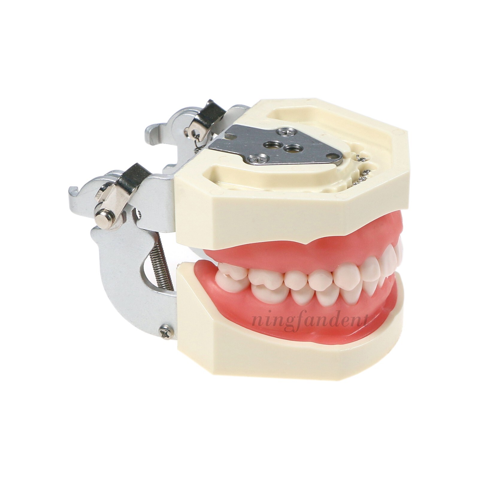 US Dental Typodont Study Detachable Model With Simulated Cheek And Mounting Pole