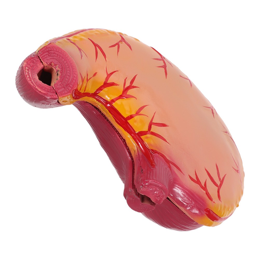 Stomach Study Model: Stomach Model – Detailed Organ Anatomy Tool – Anatomy