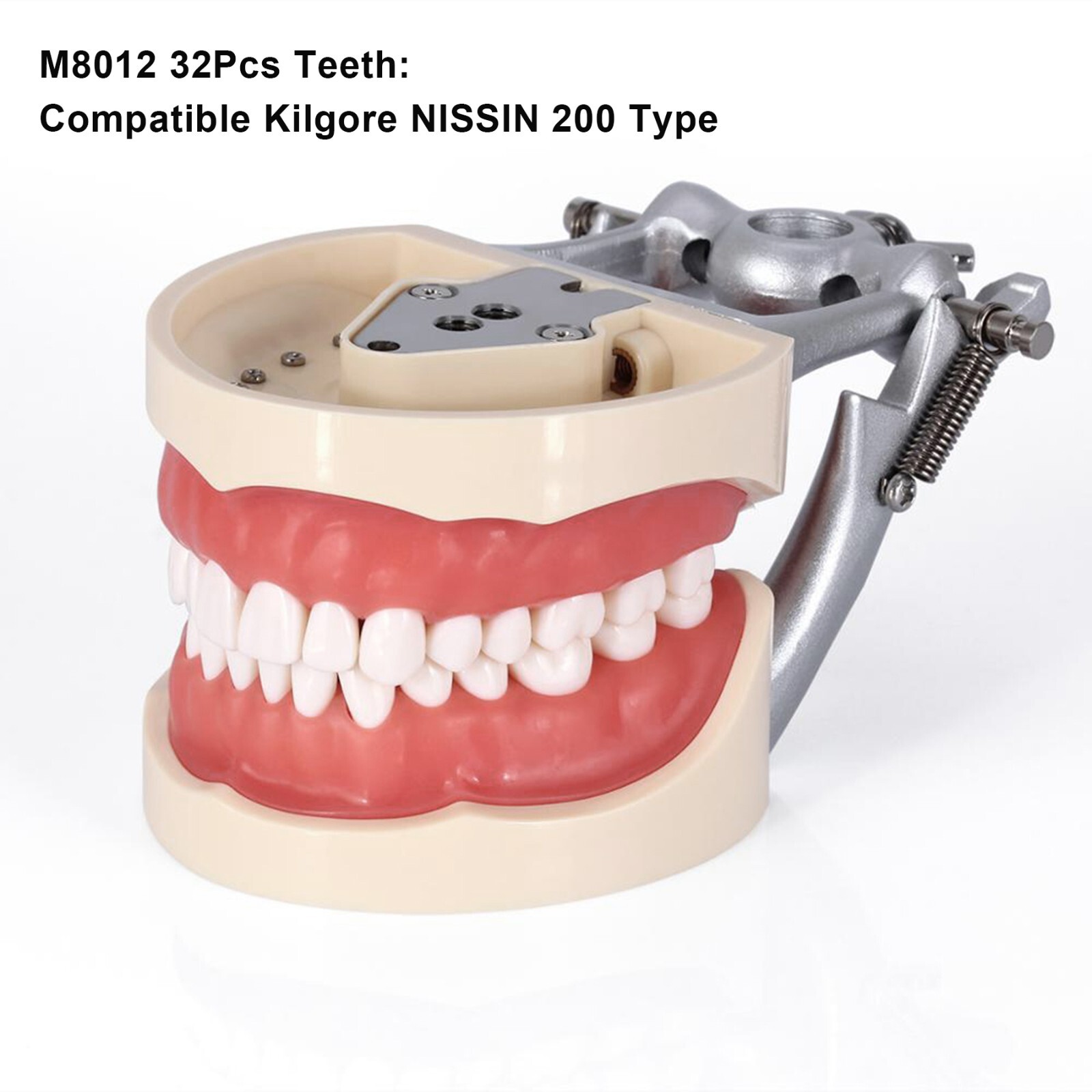 Dental Typodont & Implant Models – Educational, Pathology, Restoration Training