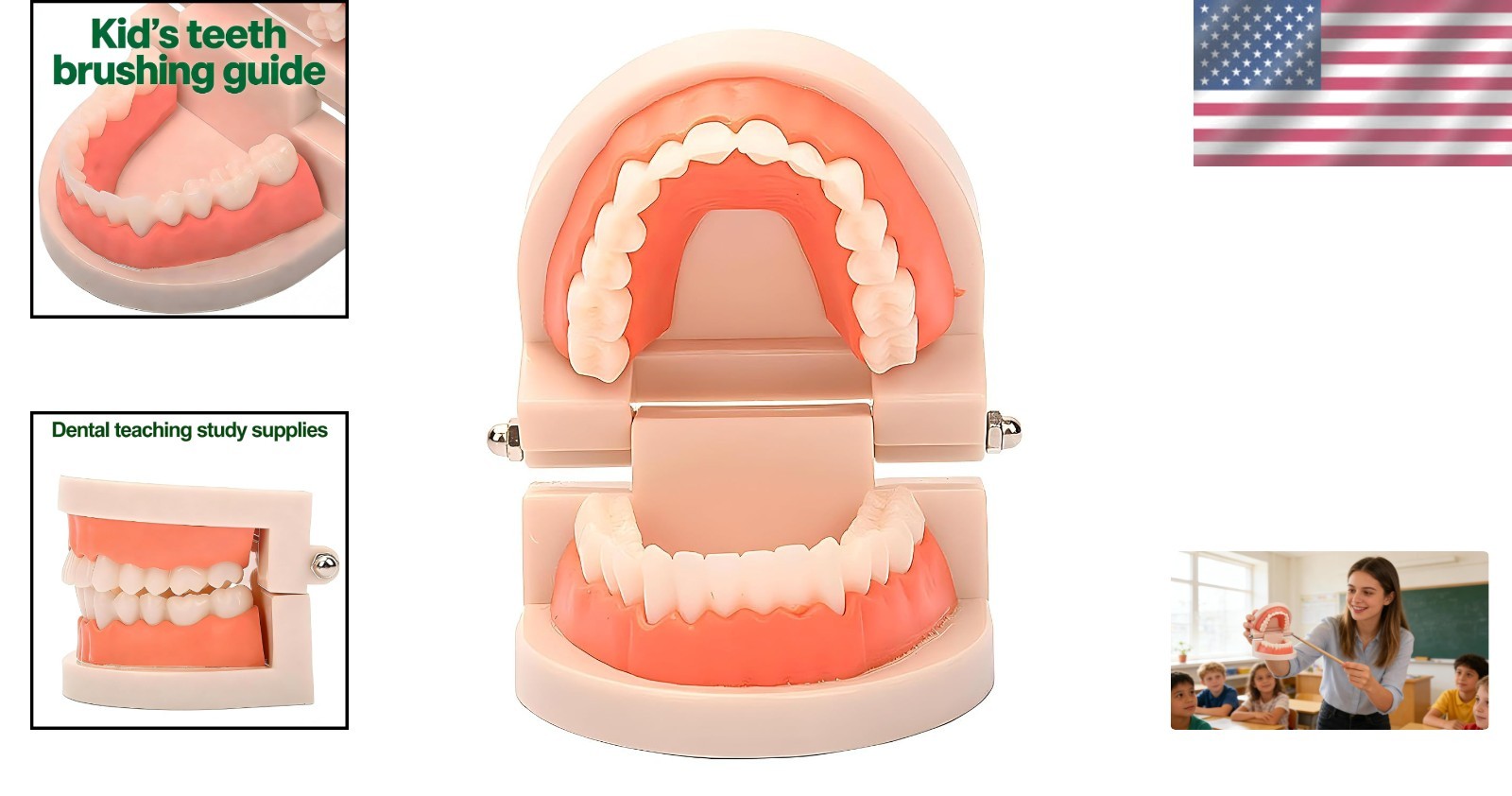 High-Quality Plastic 28-Tooth Model for Dental Education & Hygiene Instruction