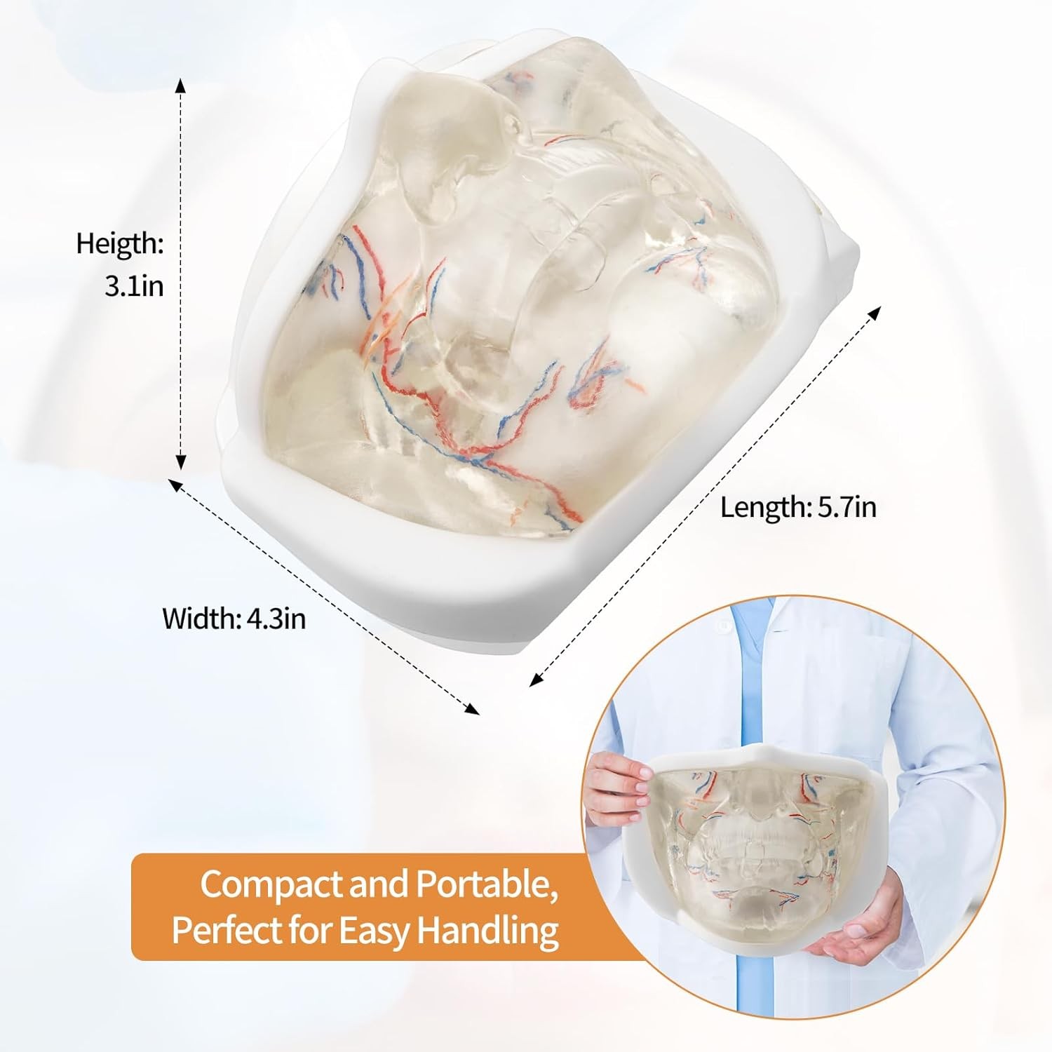 Transparent Eye Injection Model Lower Face Injection Training Model TPE Material