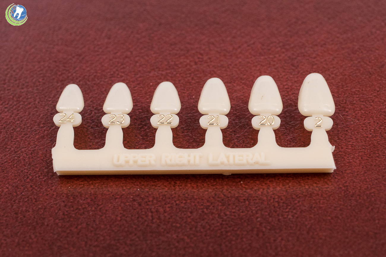 #7 Upper Right Lateral Anterior (URL) Polycarbonate Crowns Caps Refills 6 Sizes