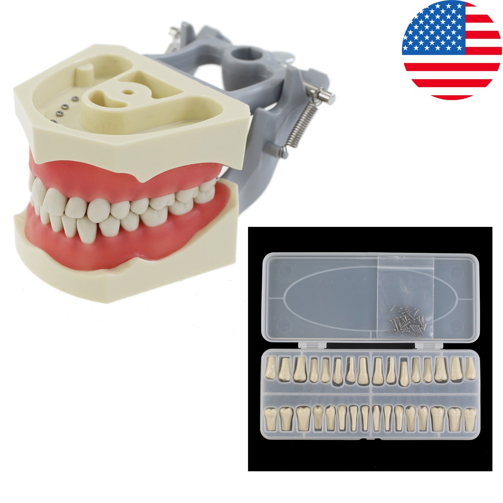 Columbia 860 Type Dental Typodont Replacement 32PCS Teeth Model Exam Pratice